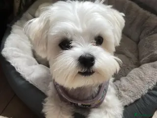 Maltese dogs Sweet Maltese Girl - Advert 1