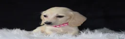 Miniature Dachshund dogs for sale: KC Registered Cream Miniature Longhairesd - Advert 5
