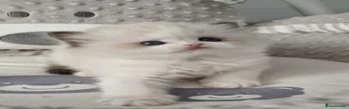 Gus