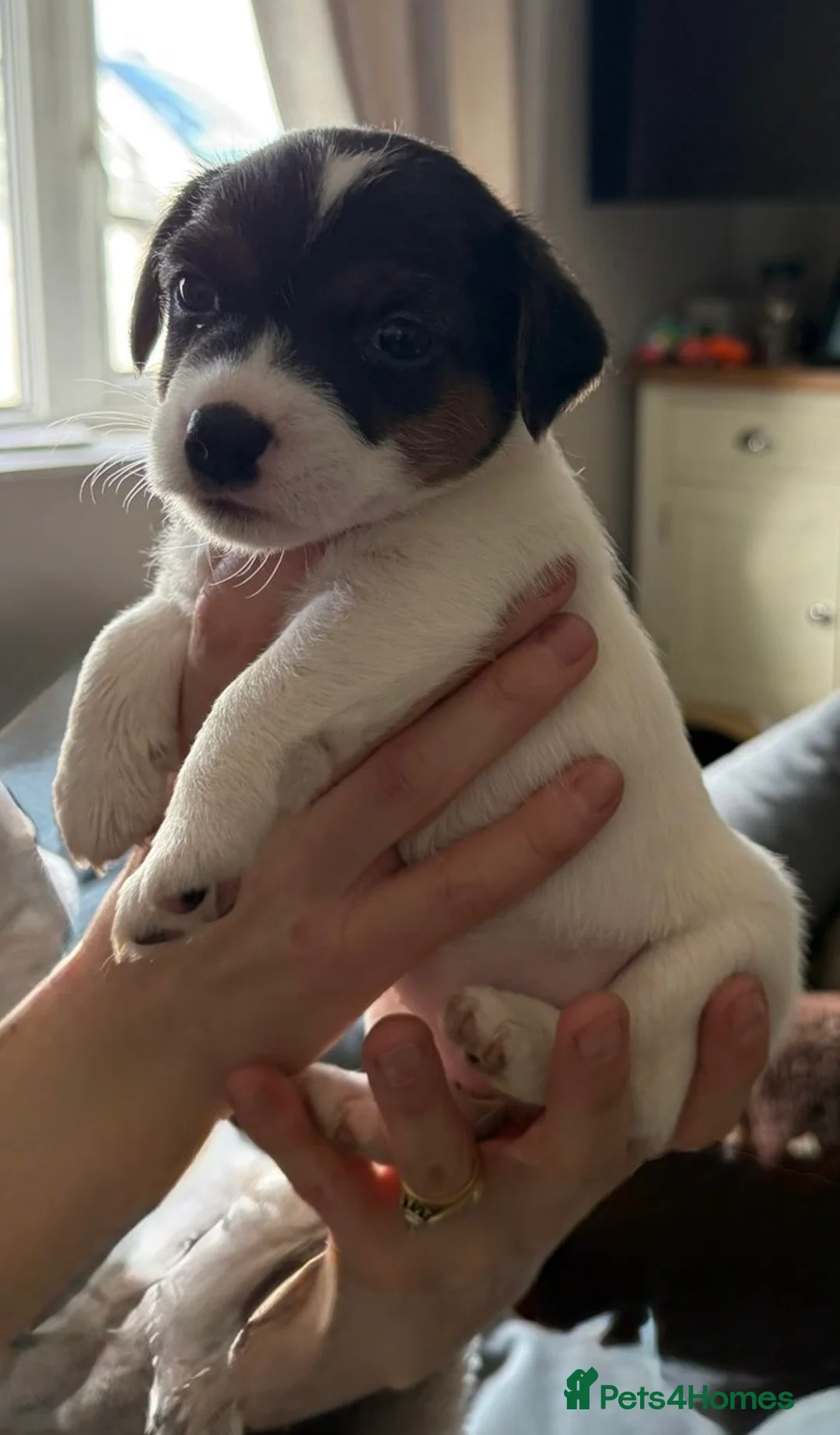 Jack Russell dogs for sale: Jack Russell puppies for sale  - Advert 2