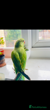 Parrots birds - Advert 16