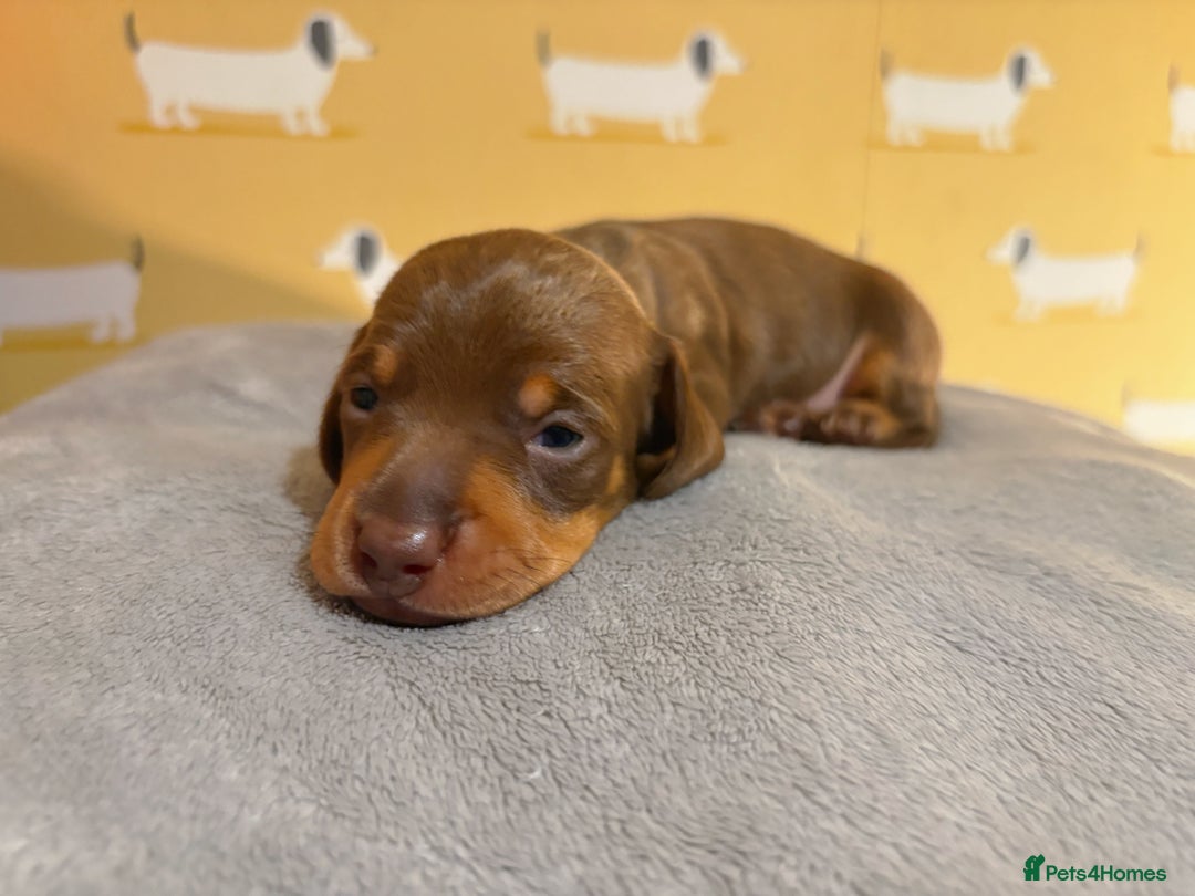 Miniature Dachshund dogs for sale: 🐾 Miniature Dachshund Puppies for Sale! 🐾 - Advert 1