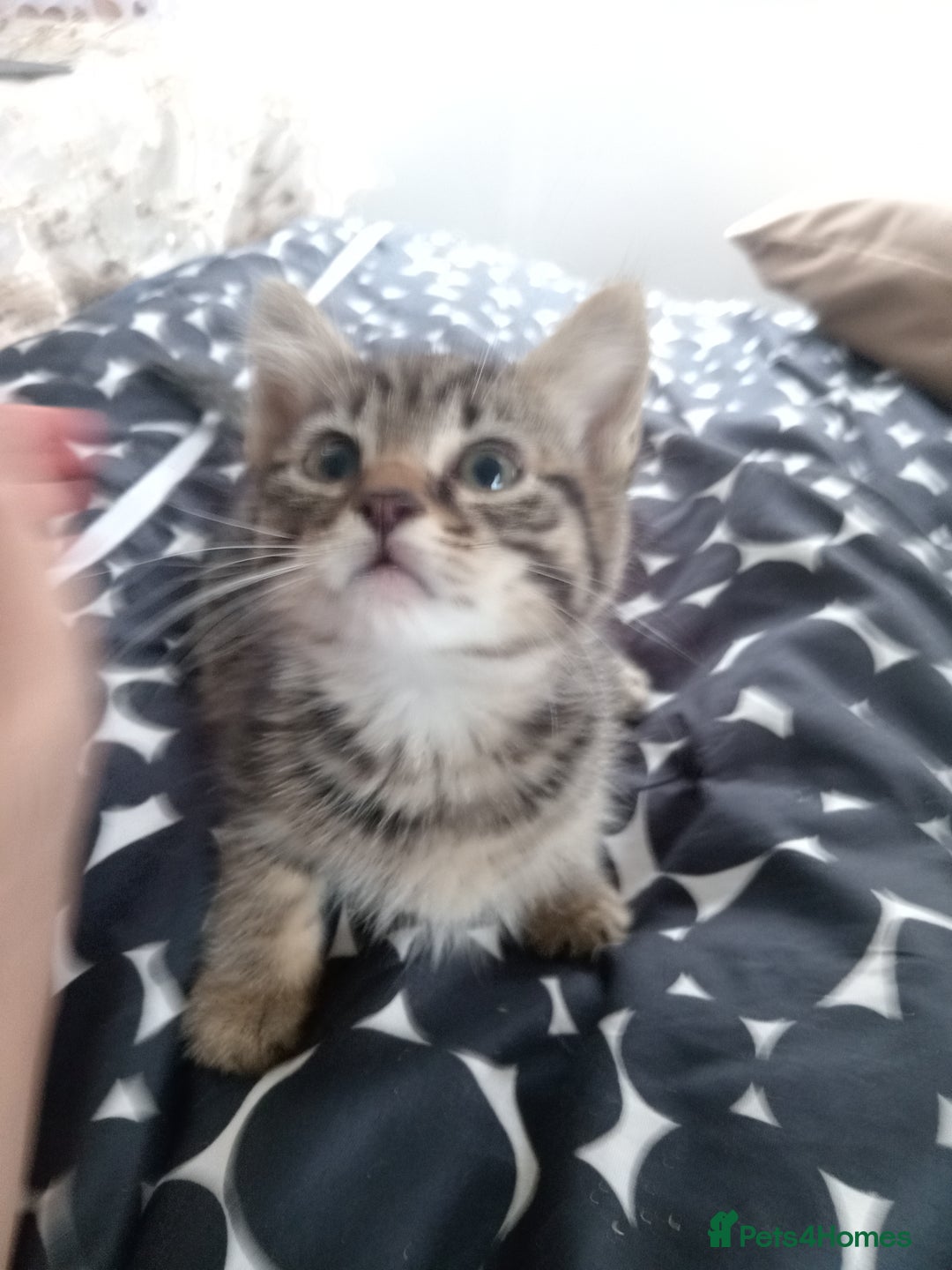 Mixed Breed cats for sale: little kittens  - Image 3