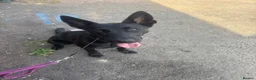 Belgian Shepherd Dog dogs for sale: Belgian Malinois Black Female  - Advert 6