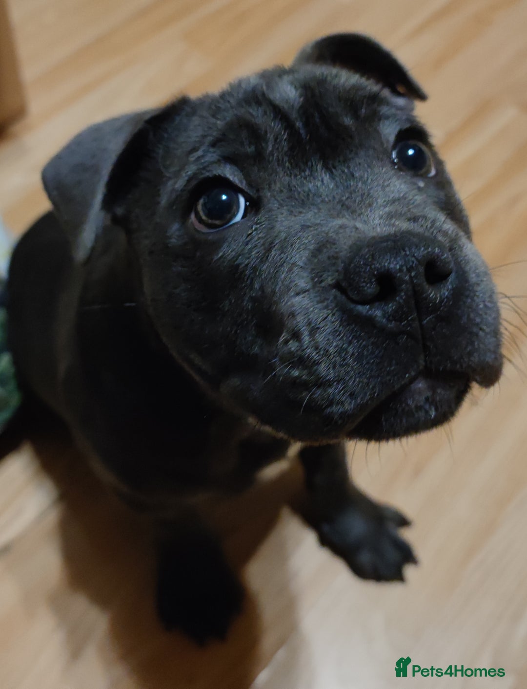 Staffordshire Bull Terrier dogs for stud: 🥇 KC Stafford Stud – Elite Line, Loving Nature - Image 15