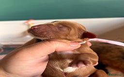 Australian Labradoodle dogs for sale: Healthy tested true Australian Labradoodle pups - Image 19