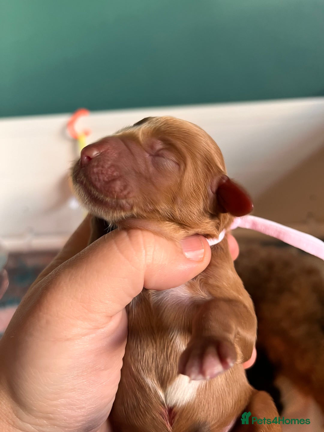 Australian Labradoodle dogs for sale: Healthy tested true Australian Labradoodle pups - Image 19