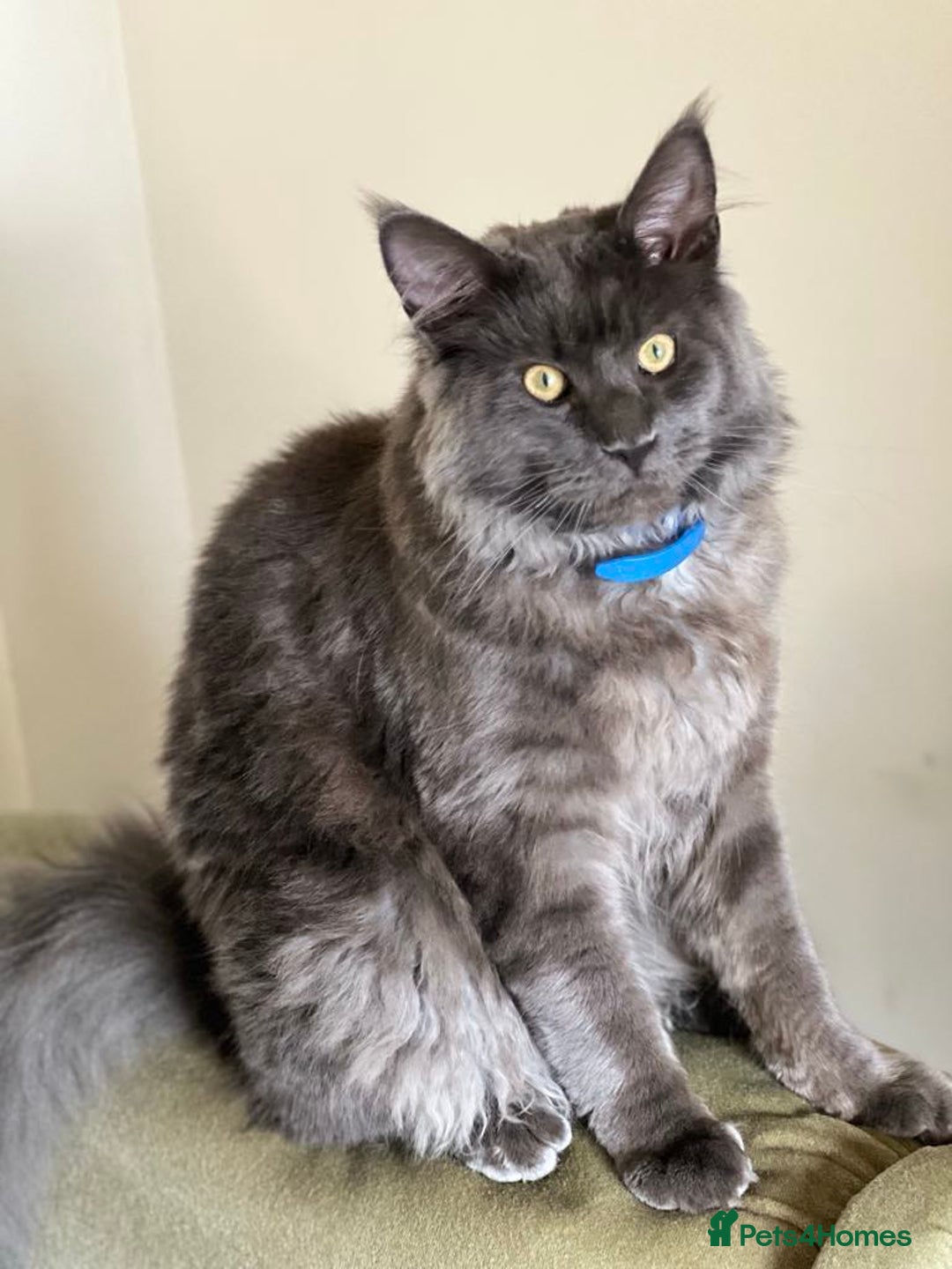 Maine Coon cats for sale: 4 beautiful maine coon kitten  - Image 11