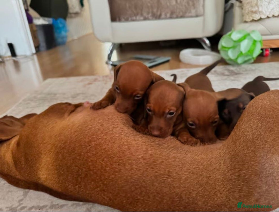 Miniature Dachshund dogs for sale: STUNNING MINIATURE DACHSHUND PUPPIES - Image 9
