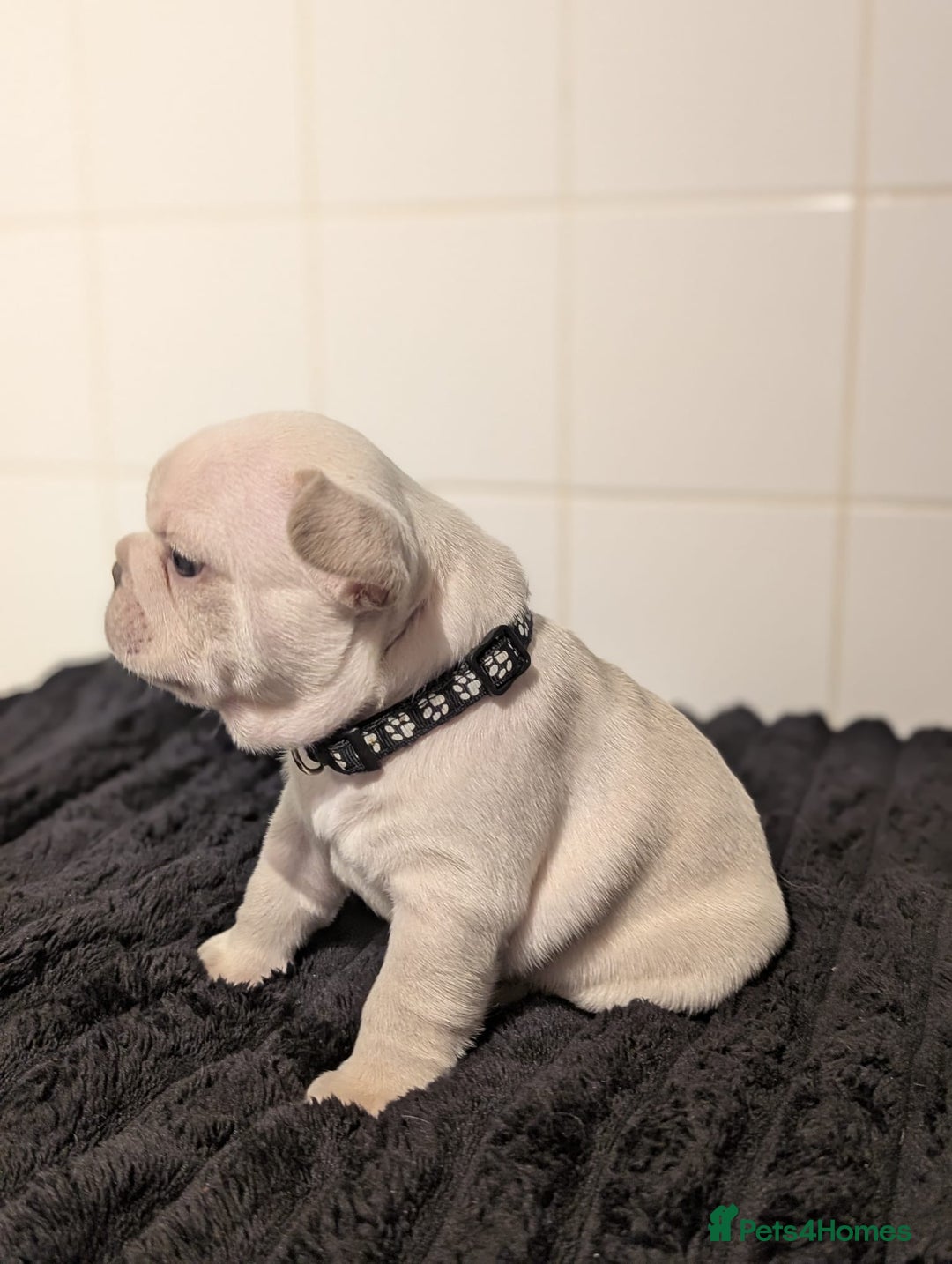 French Bulldog dogs for sale: 6 lovely French bulldog puppies  - Advert 14