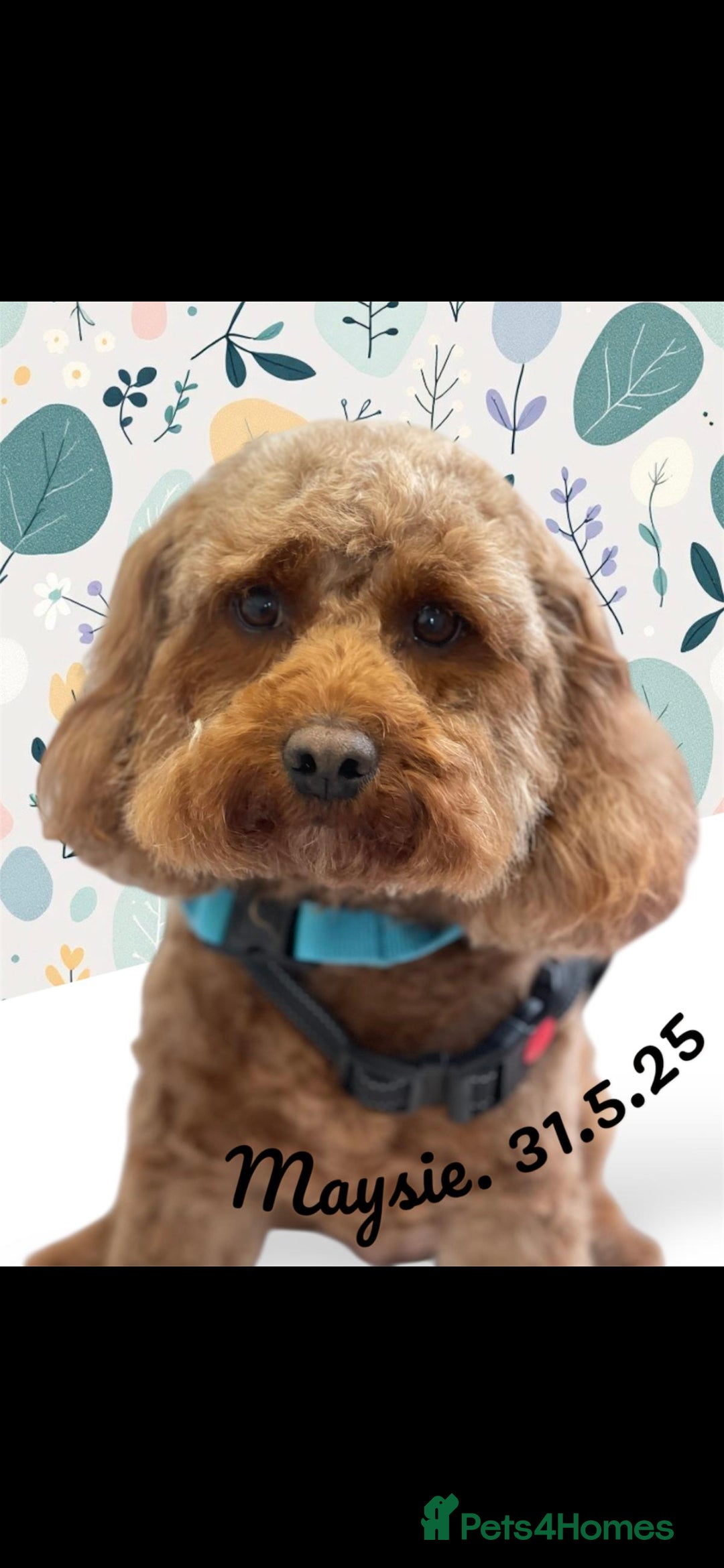 Cavapoo dogs Cavapoo's - Advert 4