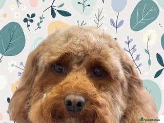 Cavapoo dogs Cavapoo's - Advert 4