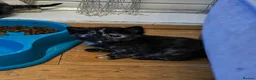 Mixed Breed cats for sale: Very loving Kittens  - Advert 7