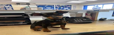 Miniature Pinscher Puppy 1 (Kiwi)