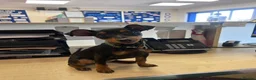 Miniature Pinscher dogs for sale: Miniature Pinscher for Sale - Advert 2