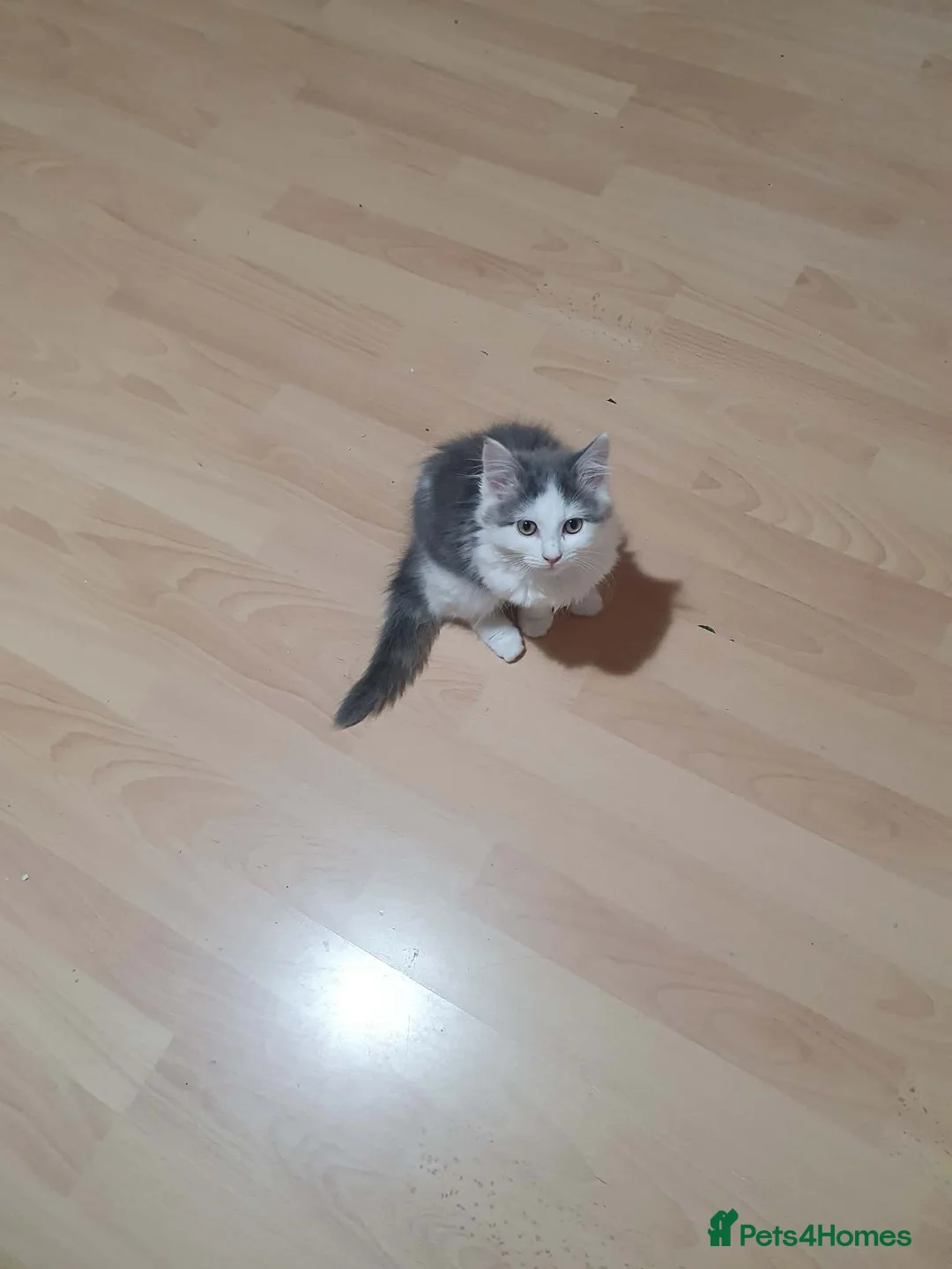 Mixed Breed cats for sale: Kittens for sale - Advert 3