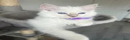 Ragdoll cats for sale: Registered Ragdoll kittens for sale - Advert 14