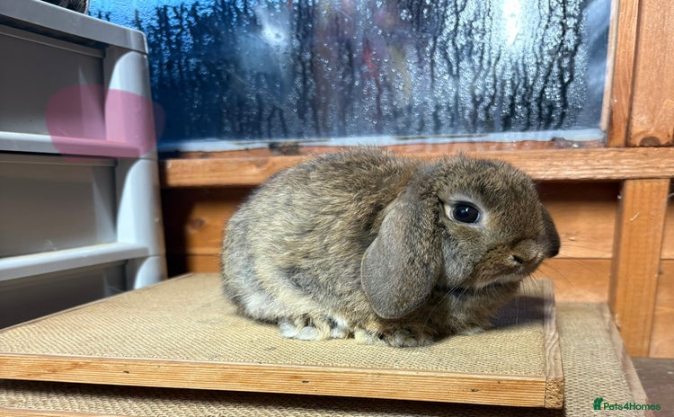 Mini Lop rabbits Mini lop buck and doe  - Advert 12