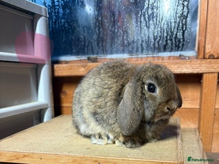 Mini Lop rabbits Mini lop buck and doe - Advert 13