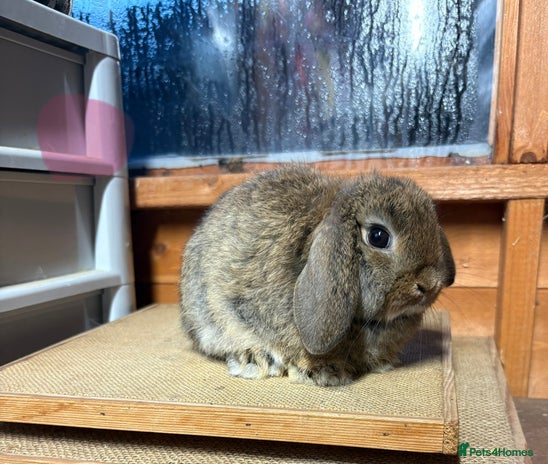 Mini Lop rabbits Mini lop buck and doe - Advert 12