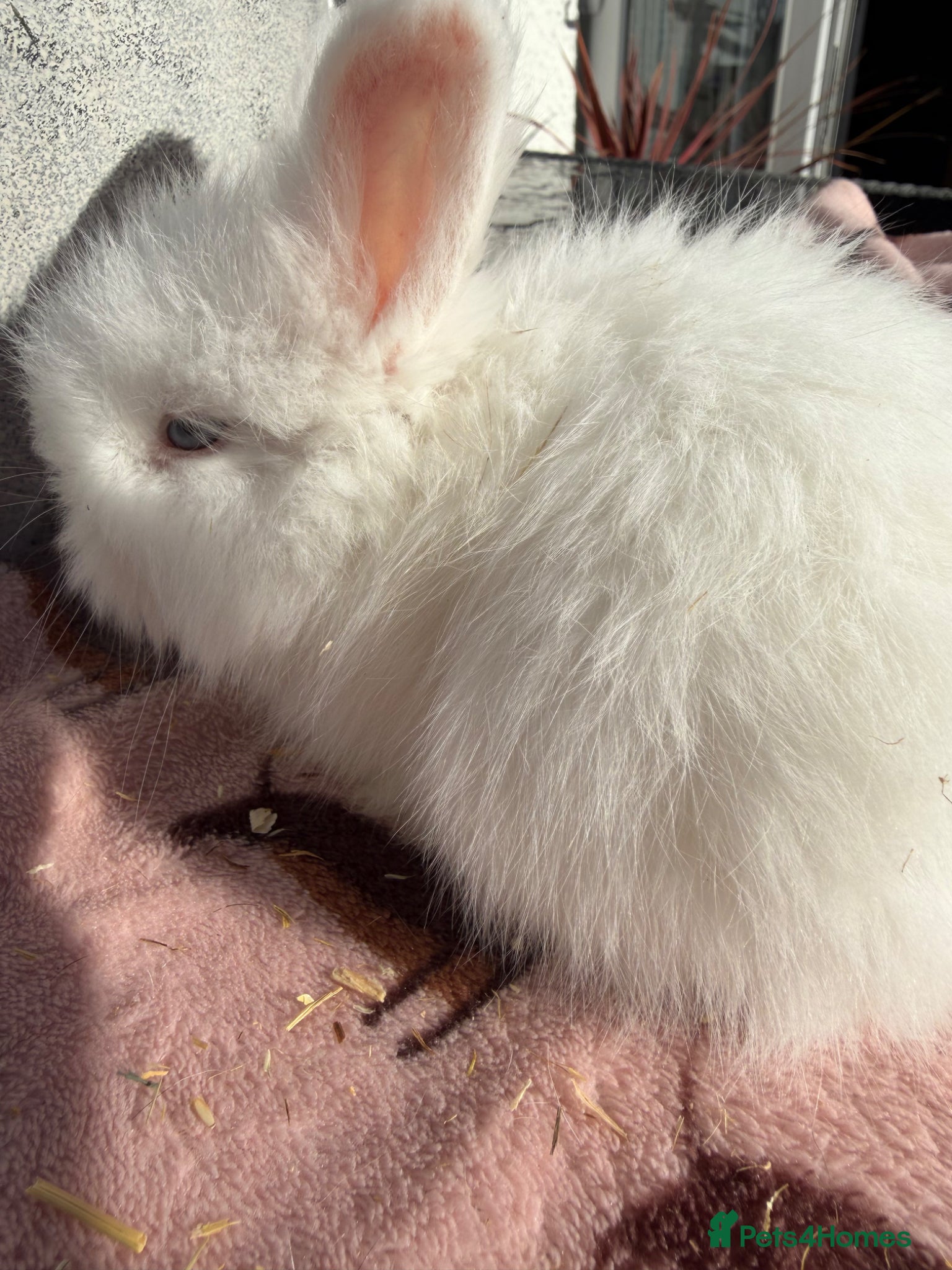 Angora rabbits for sale: Angora buns - Advert 11