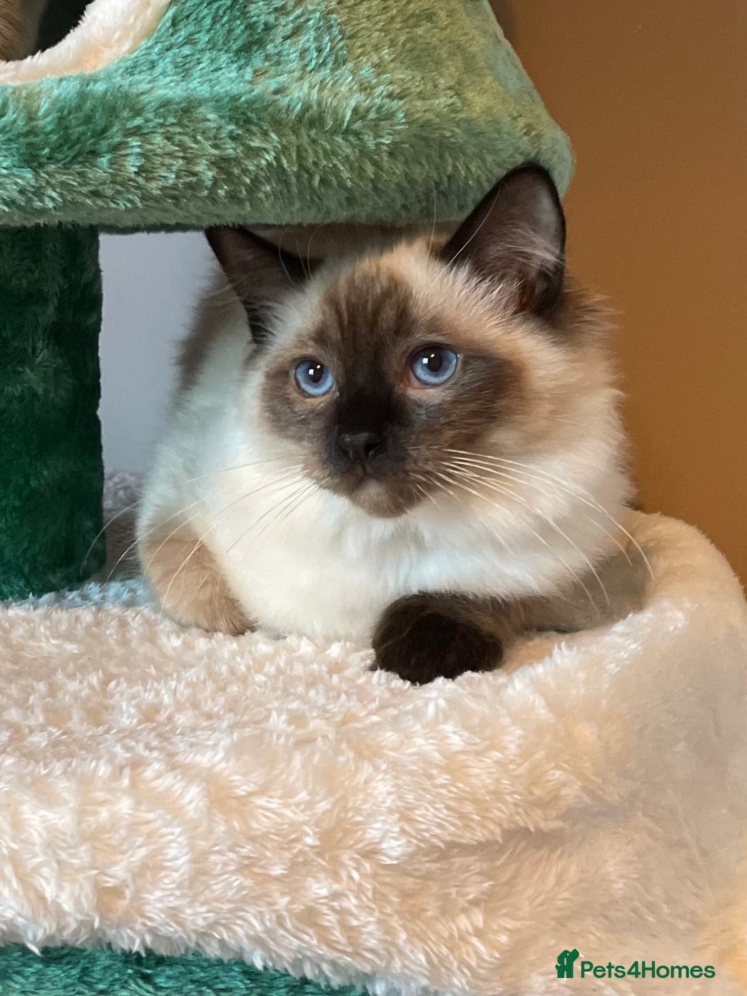 Ragdoll cats for sale: GCCF Ragdoll seal kittens, only 2 boys left - Advert 3