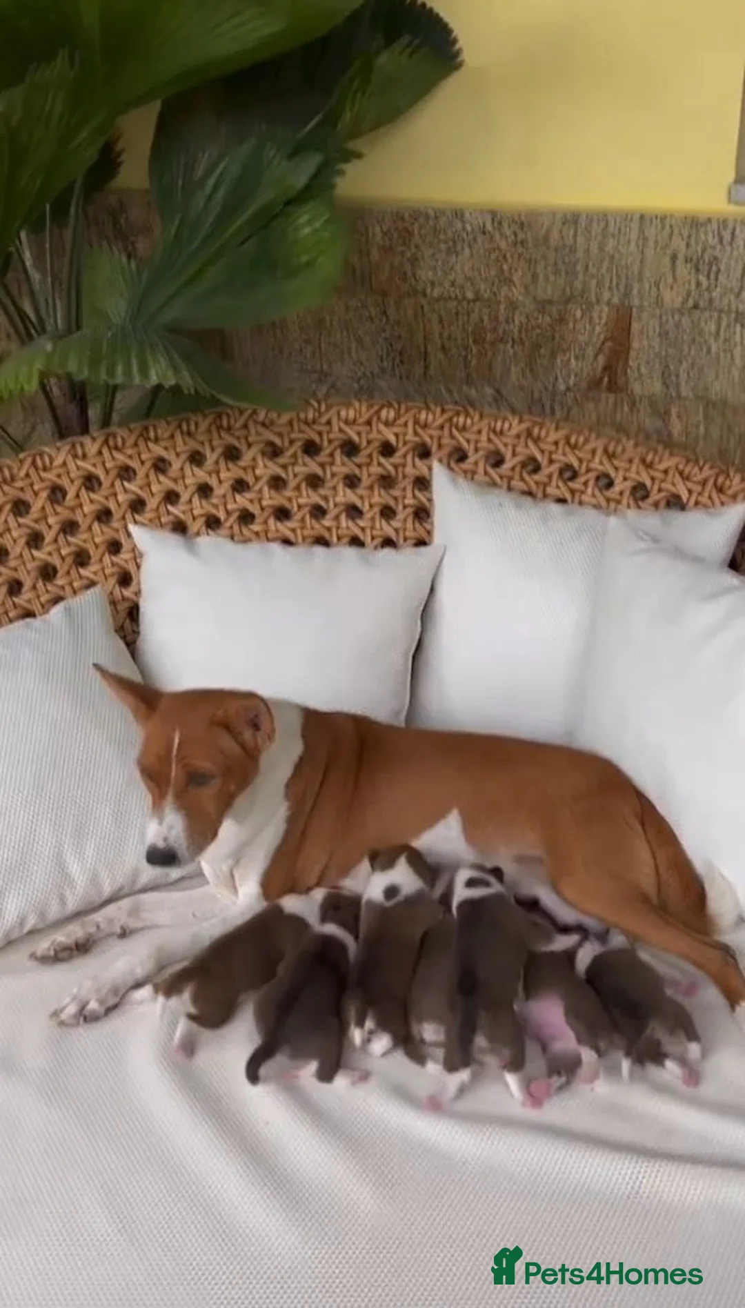 Basenji dogs for sale: BASENJI PUPPY - Advert 1