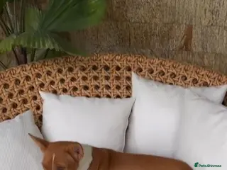 Basenji dogs BASENJI PUPPY - Advert 1