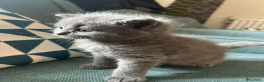 British Shorthair Kitten 1
