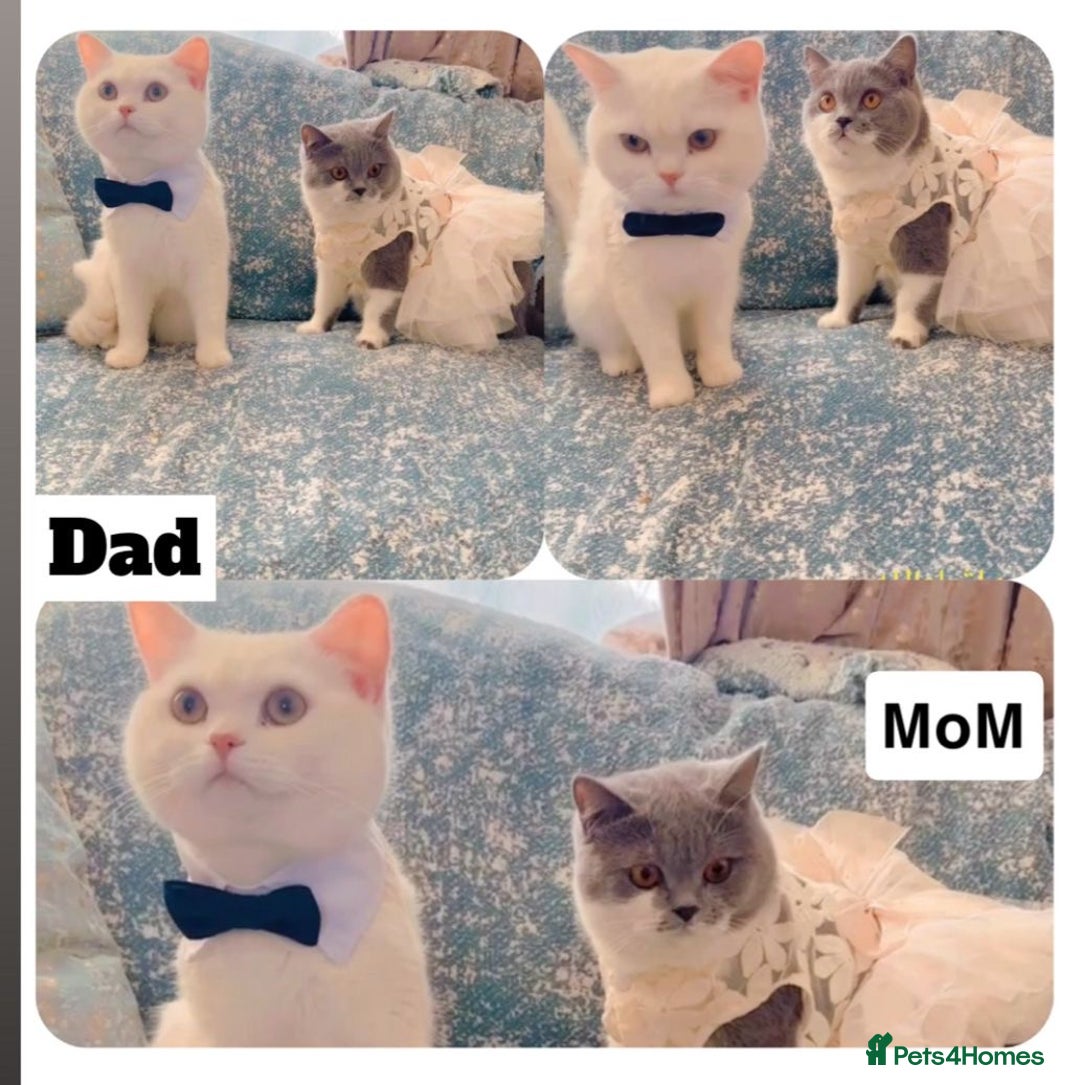 British Shorthair cats for sale: British short hair for sale kitten❤️ - Advert 7