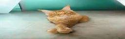 Maine Coon cats for sale: Maine coon kittens Ready Now - Advert 28