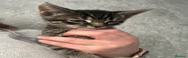 Mixed Breed Kitten 1