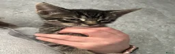 Mixed Breed cats for sale: 😍 Male tabby kitten - Advert 5