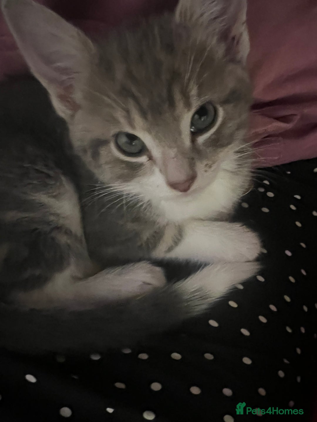 Mixed Breed cats for sale: Kittens - Advert 10