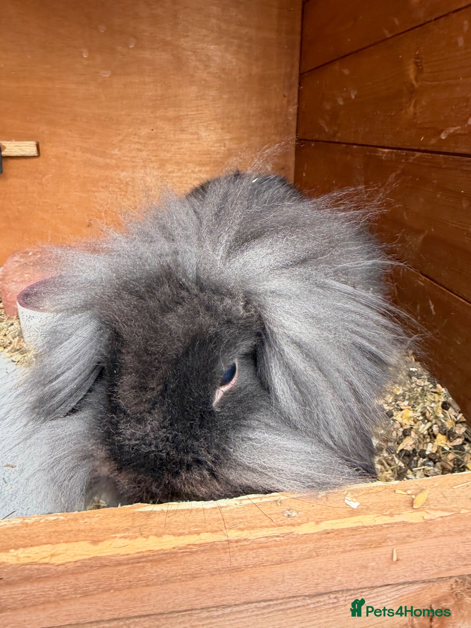 Mini Lion Lop rabbits Mini lion lop rabbit 14 weeks old - Advert 3