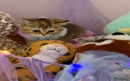 British Shorthair cats for sale: BSH champion lines - Image 6