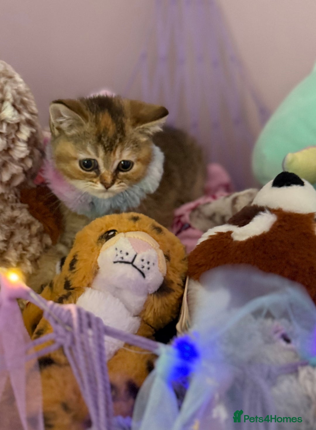 British Shorthair cats for sale: BSH champion lines - Image 6