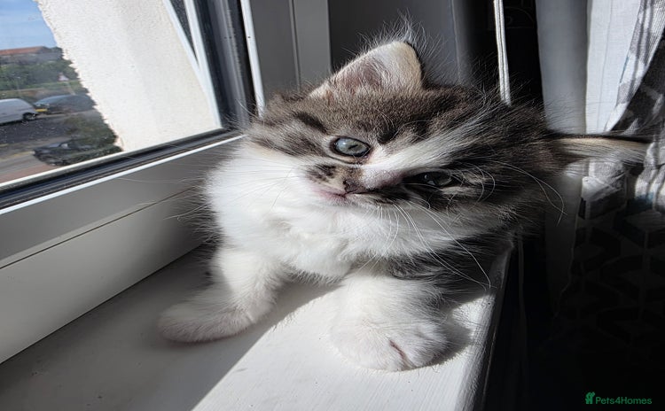 Ragdoll cats - Advert 4