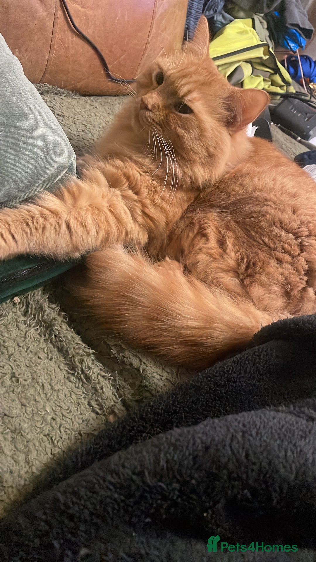 Mixed Breed cats for sale: 2 cats  - Advert 5