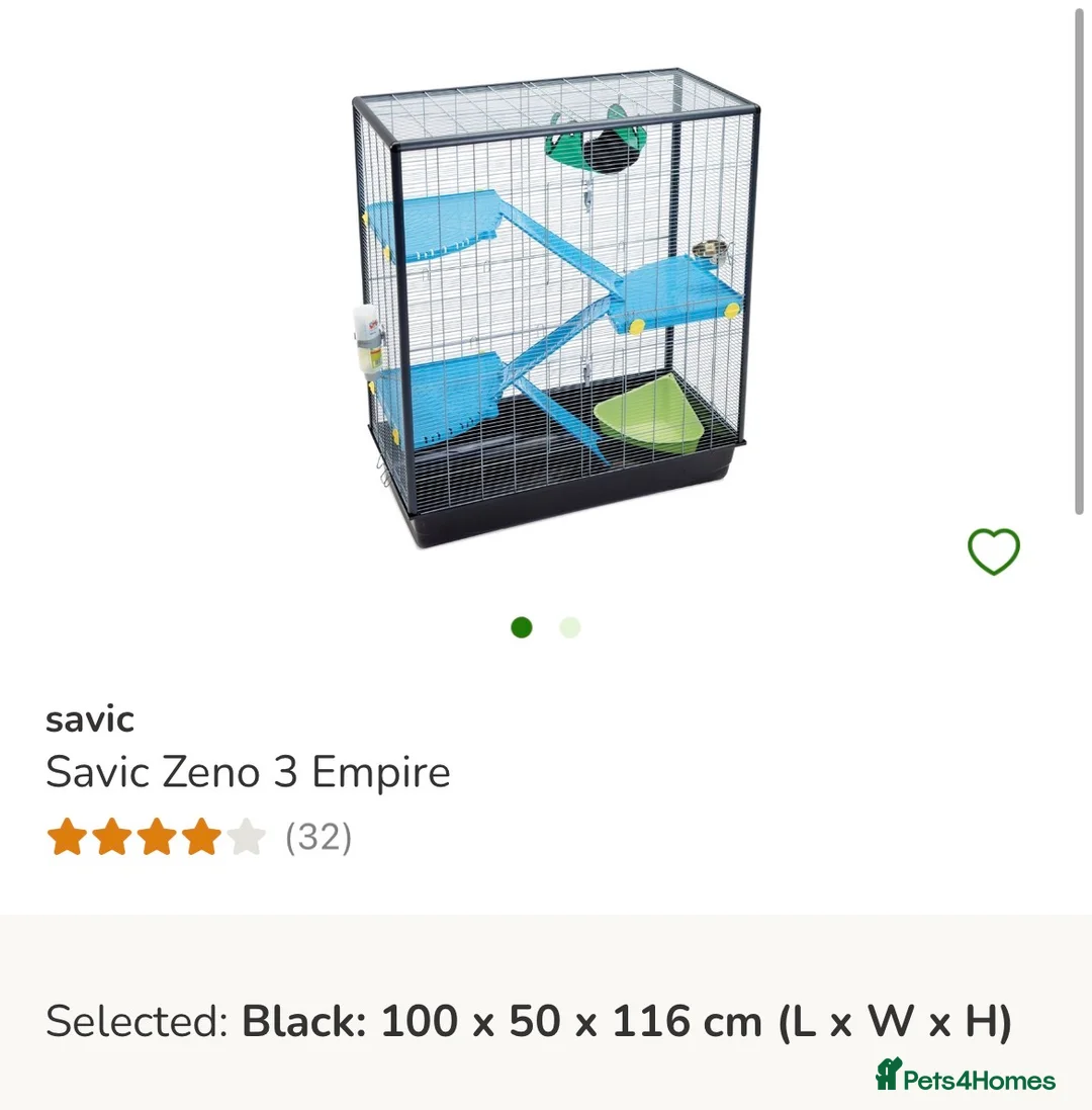 Rat rodents for sale: Trio Male Rats looking for forever homes - Advert 11