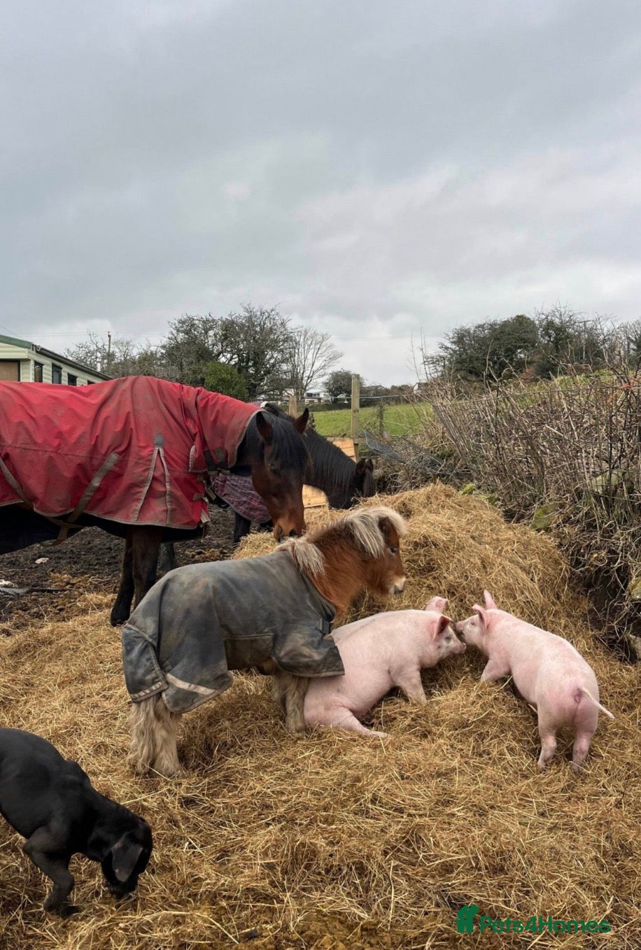Pig livestock FRANKIE AND MIDGE THE PIGS - Advert 4