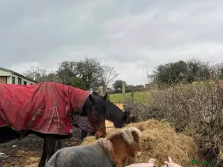 Pig livestock FRANKIE AND MIDGE THE PIGS - Advert 4