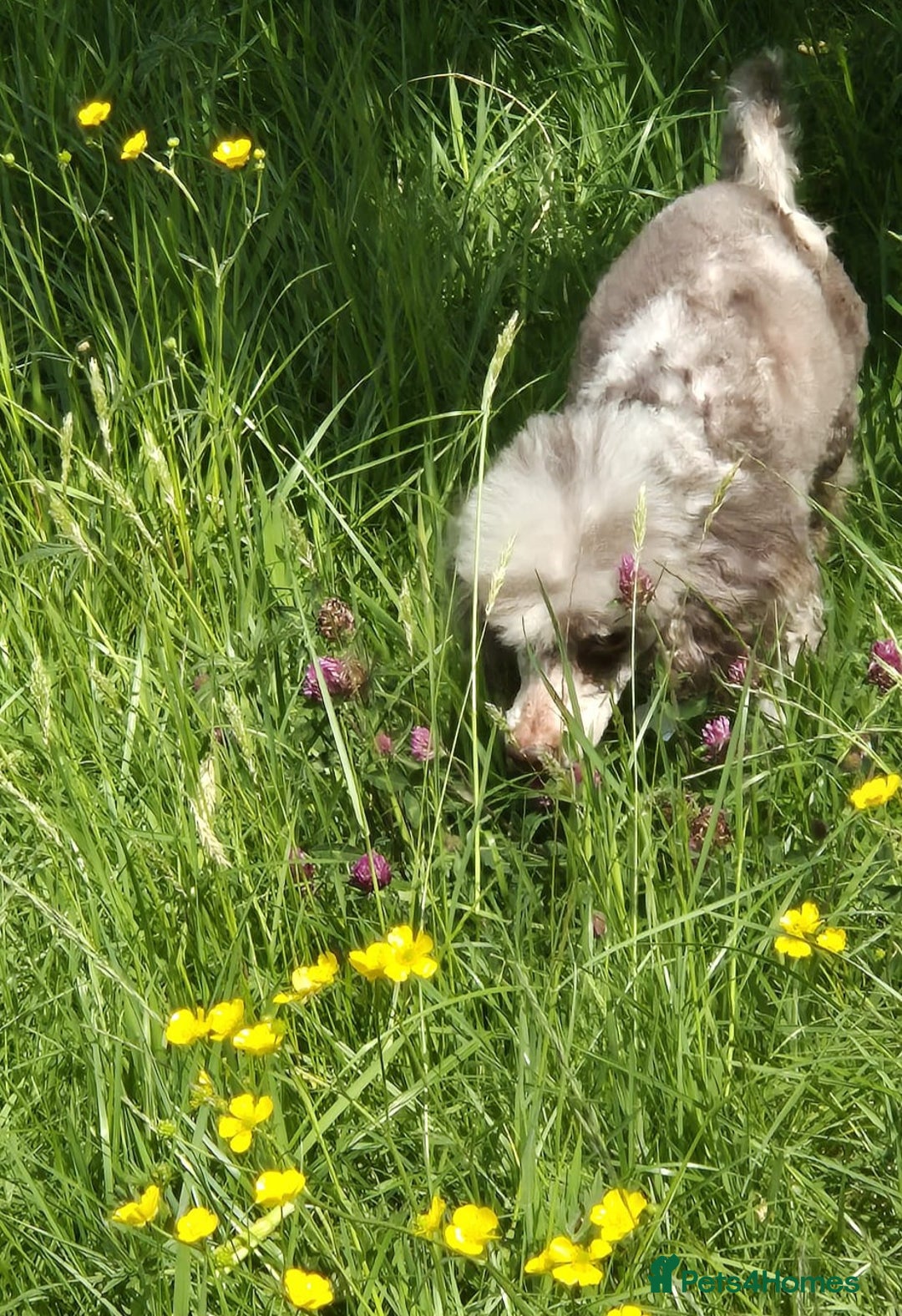 Shihpoo dogs for sale: Beautiful Chocolate & Tan Girl Ready Next Week  - Image 15