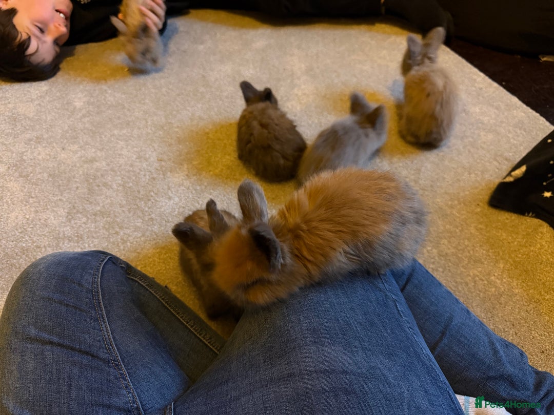 Angora rabbits for sale: Beautiful baby angora rabbits available  - Advert 11