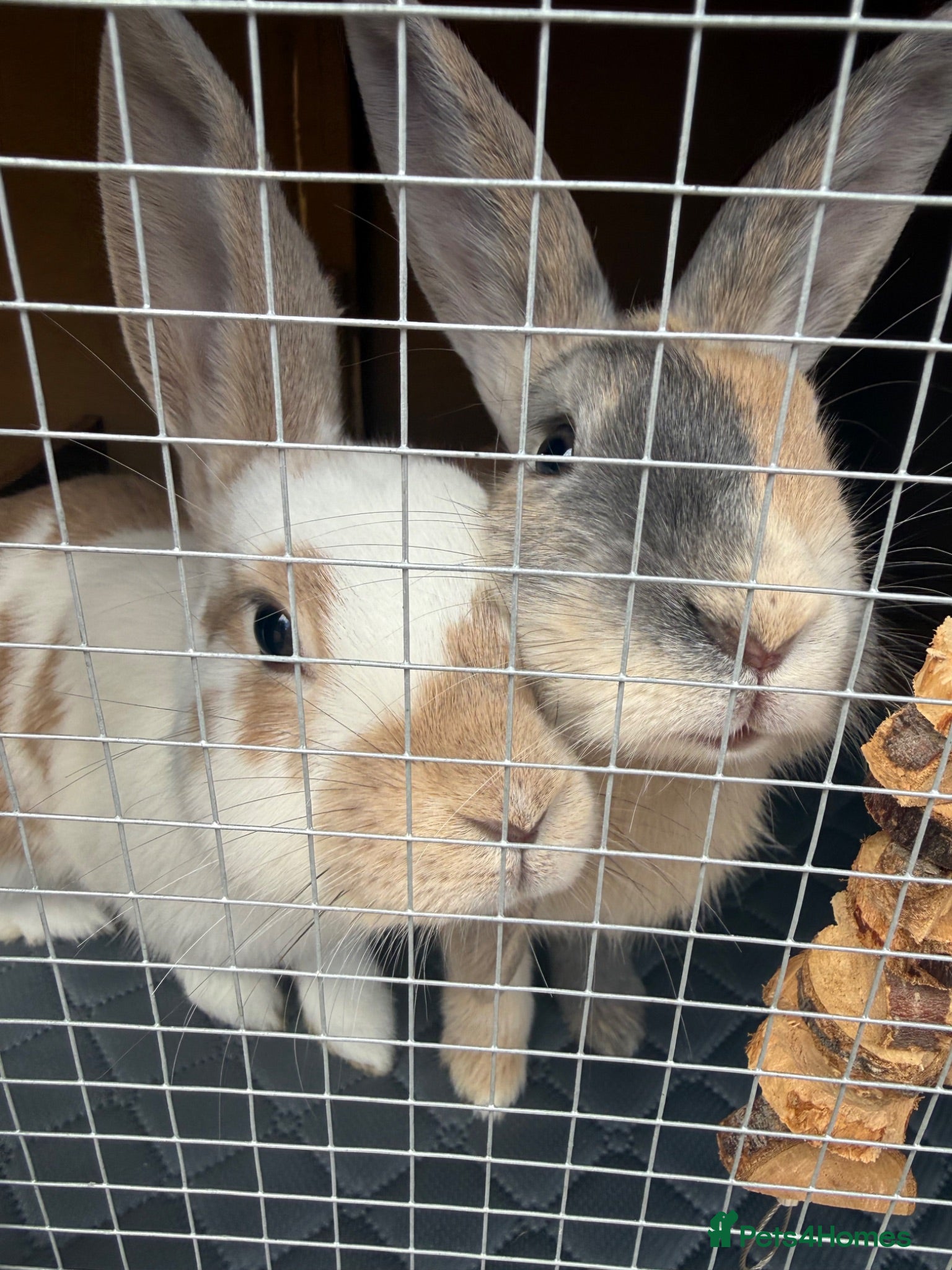 Mixed Breed rabbits Bonded Pair of Female Rabbits + Full Setup – £300 - Advert 1