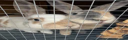 Mixed Breed rabbits for sale: Bonded Pair of Female Rabbits + Full Setup – £300 - Advert 1