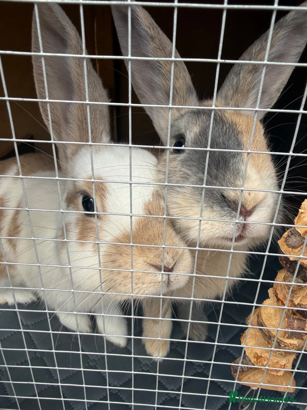 Mixed Breed rabbits for sale: Bonded Pair of Female Rabbits + Full Setup – £300 - Advert 1