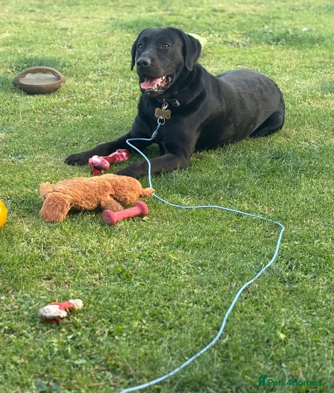 Borador dogs for sale: Labrador borador puppies - Advert 4