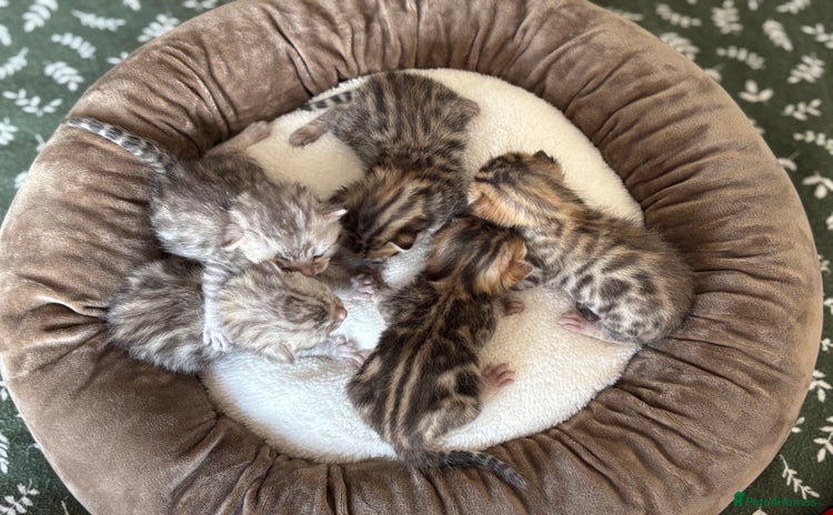 Bengal cats - Advert 8
