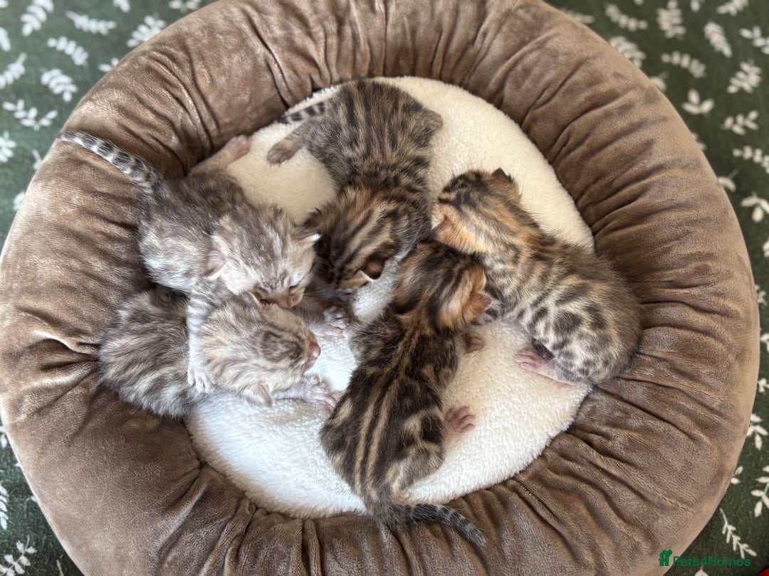 Bengal cats for sale: Bengal kittens - Image 1